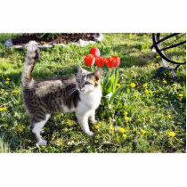 Cat Next To The Red Tulips On The Garden Acrylic Cut Outs