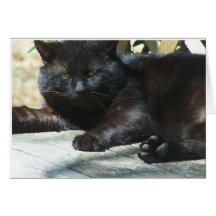 Cat Old Timer Cards