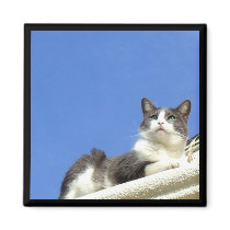 Cat on a balcony magnets
