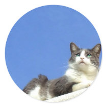 Cat on a balcony stickers