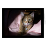 Cat on Beanbag Chair Card