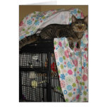 cat on birdcage card