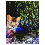 Cat on Oak Roots flyers
