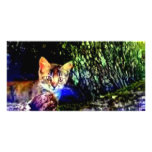 Cat on Oak Roots photo cards