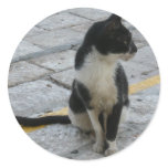 Cat on pavement round stickers