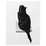 Cat on scales flyers