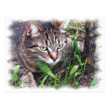 Cat on the prey post card