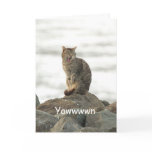 Cat on the Rocks Greeting Card