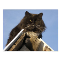 Cat on the roof postcard
