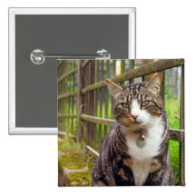 Cat on Wall Gift Button