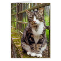 Cat on Wall Gift Greeting Card