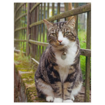 Cat on Wall Gift Personalized Flyer