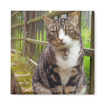 Cat on Wall Gift Refrigerator Magnets