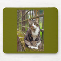 Cat on Wall Gift Mouse Pads