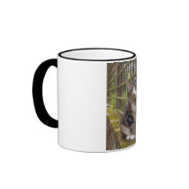 Cat on Wall Gift Coffee Mug