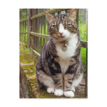 Cat on Wall Gift Post Cards