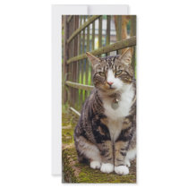 Cat on Wall Gift Personalized Rack Card