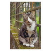 Cat on Wall Gift Personalized Stationery