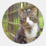Cat on Wall Gift Stickers