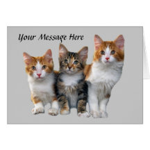 Cat Outside The Box Greeting Card