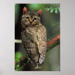 Cat Owl Print