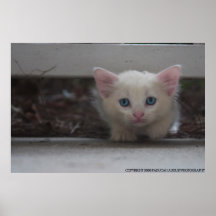 Cat Paducah August Photography Print
