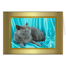 Cat Pedigree Card