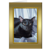 Cat Pedigree Card