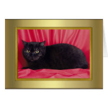 Cat Pedigree Card