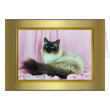 Cat Pedigree Card