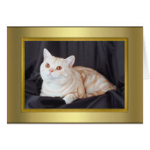 Cat Pedigree Card