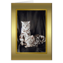 Cat Pedigree Card