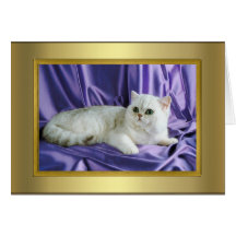 Cat Pedigree Card