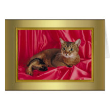 Cat Pedigree Card
