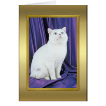 Cat Pedigree Card