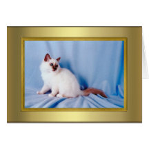 Cat Pedigree Card