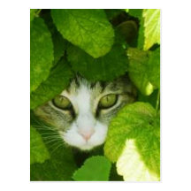 cat peeking from plants post cards