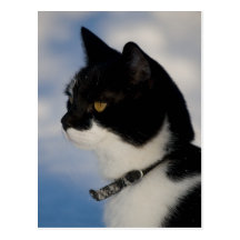 Cat portrait CC0104 Postcard