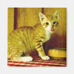 CAT PORTRAITS FRIDGE MAGNETS