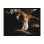 Cat - Postcard
