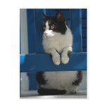 Cat postcards