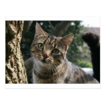 CAT POSTCARD