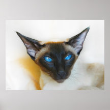 CAT POSTER