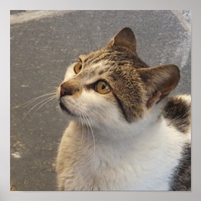 Cat poster