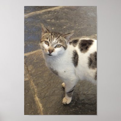 Cat poster