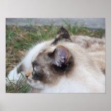  Cat Print