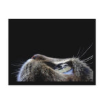Cat Profile Postcard