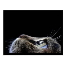 Cat Profile Postcard