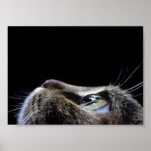 Cat Profile Poster