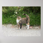 Cat  'Red' is angry Posters